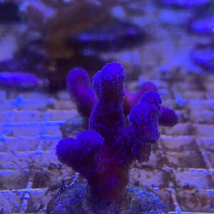 Stylophora “Milka”