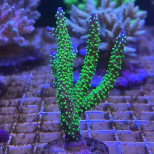 Acropora “Bonsai”