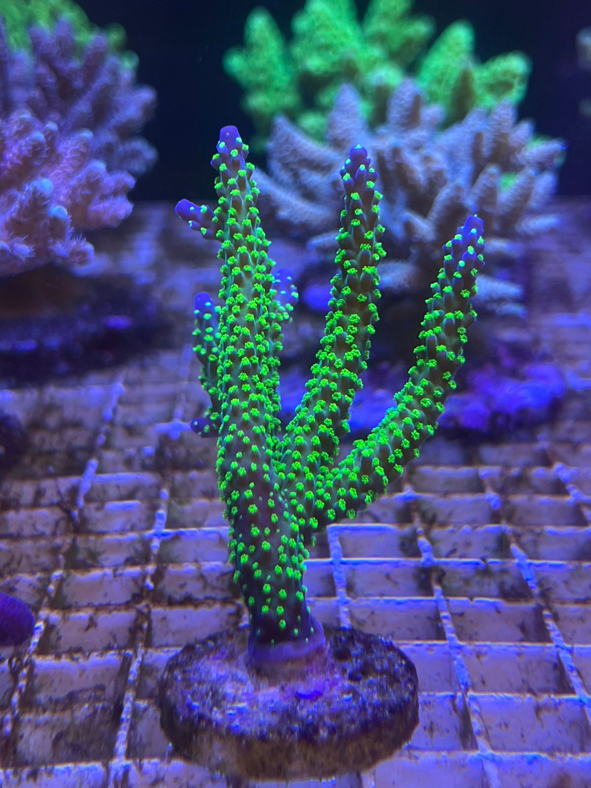 Acropora “Bonsai”