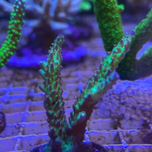 Acropora JKR Rainbow