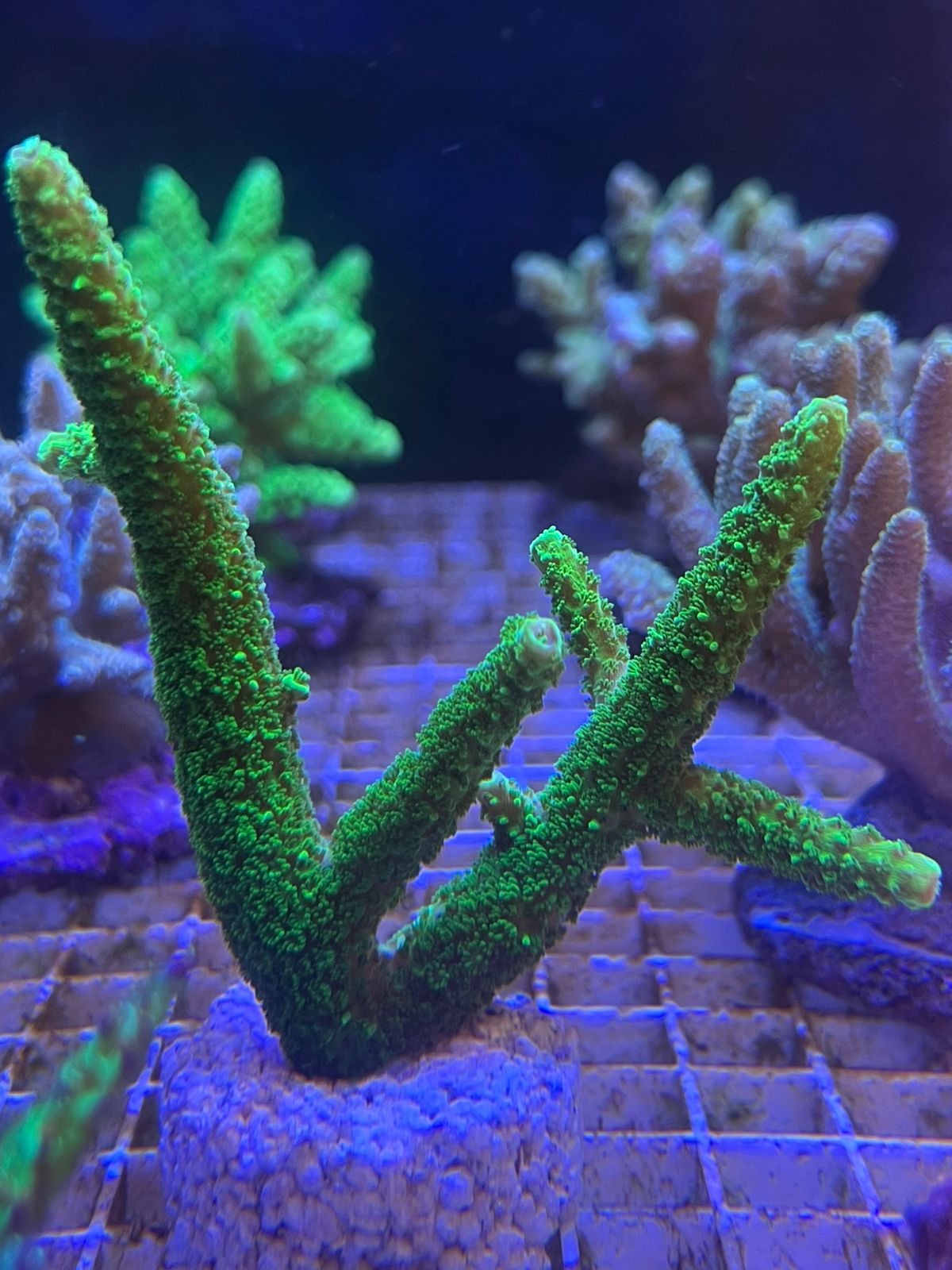 Acropora Sp.