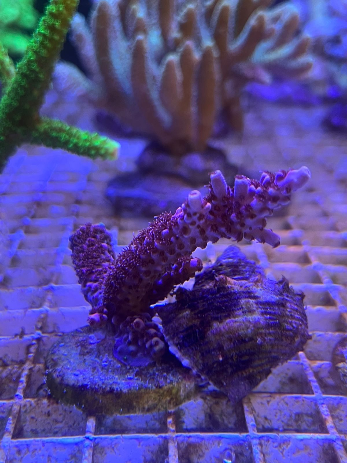 Acropora Sp.