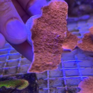 Montipora Capricornis
