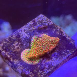 Montipora Sunset