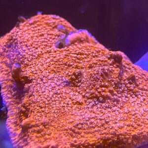 Montipora Tapizante Pólipo Naranja