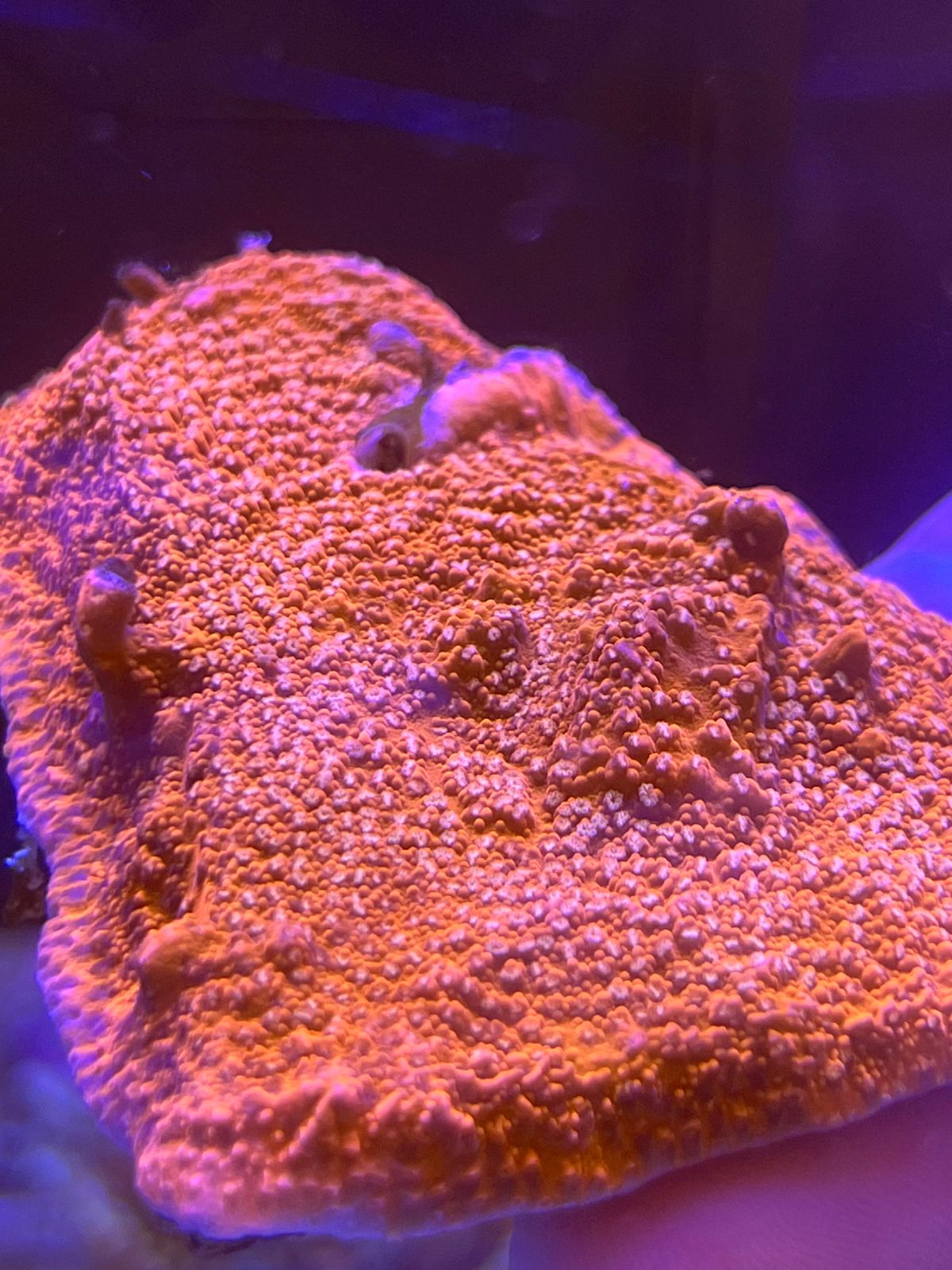 Montipora Tapizante Pólipo Naranja