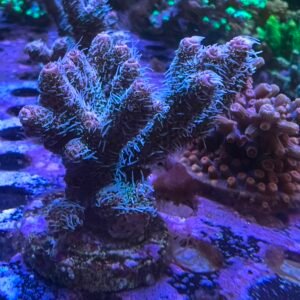 Acropora Millepora Red L