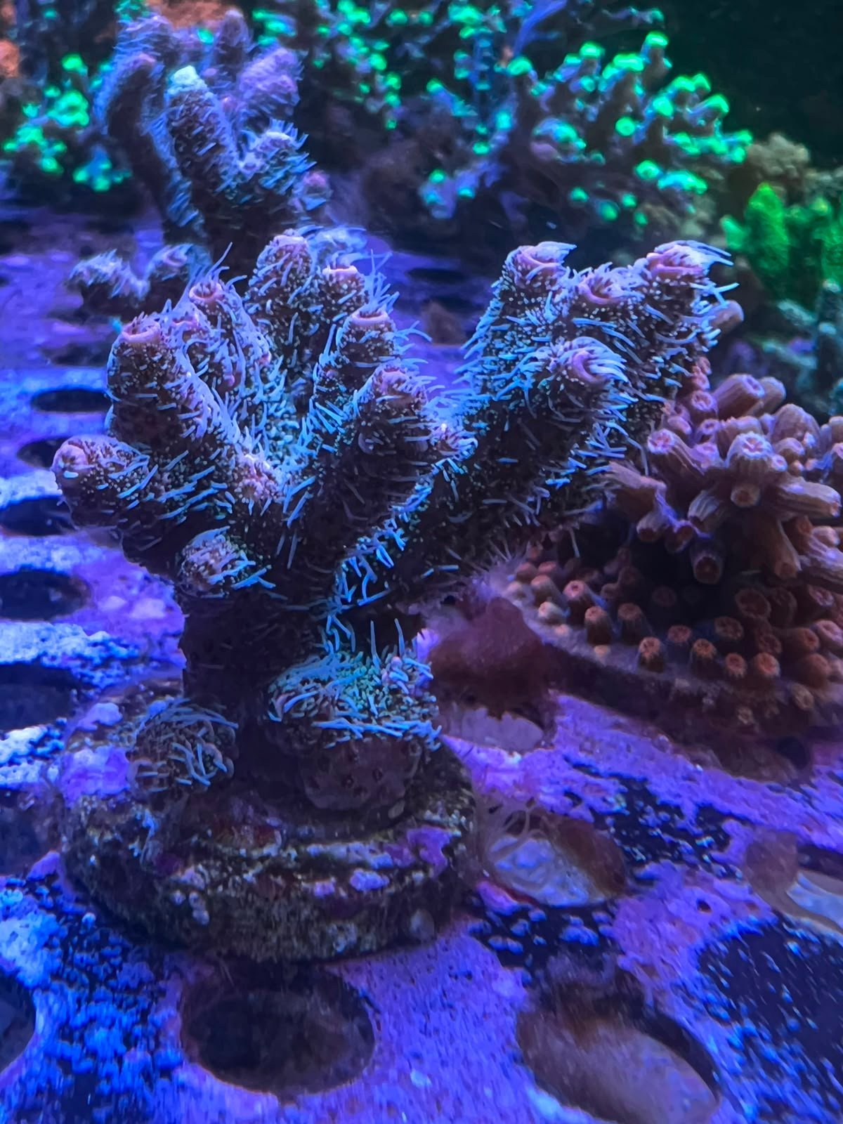 Acropora Millepora Red L