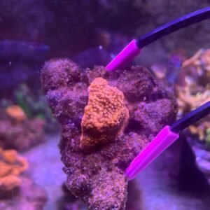 Montipora Tapizante Pólipo Naranja