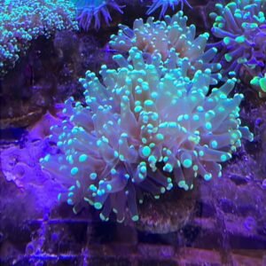 Euphyllia Paradivisa Green