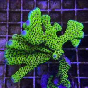 Anacropora Globin Green