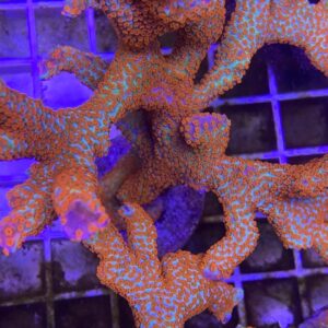 Montipora digitata “Forest Fire”