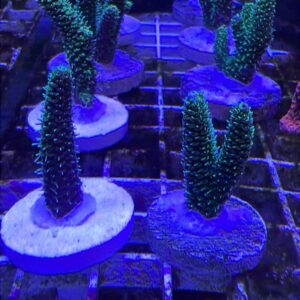 Millepora Green