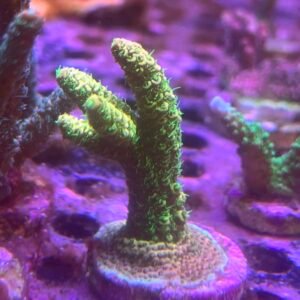 Millepora Rainbow
