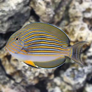 Acanthurus Lineatus Juvenil