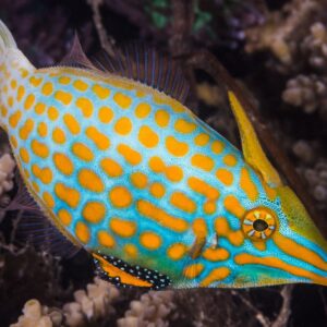 Oxymonacanthus Longirostris