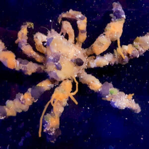 Camposcia Retusa (cangrejo decorador)