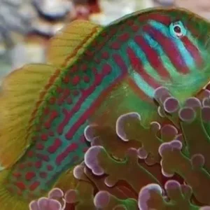 Gobiodon Atrangulatus