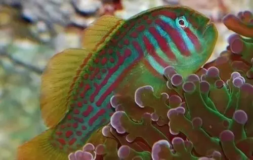 Gobiodon Atrangulatus