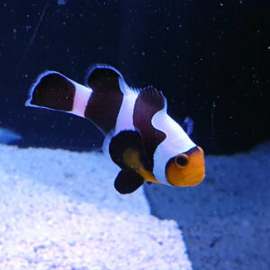 Amphiprion Ocellaris Black Gladiator