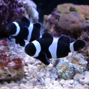 Amphiprion Ocellaris Black