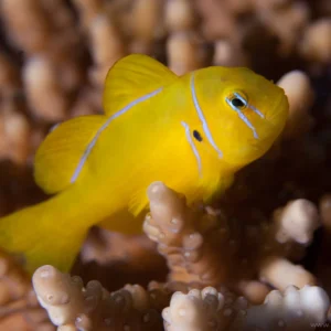 Gobiodon Citrinus