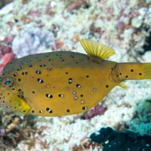 Ostracion Cubicus Grande