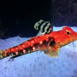 Synchiropus Tudorjonesi