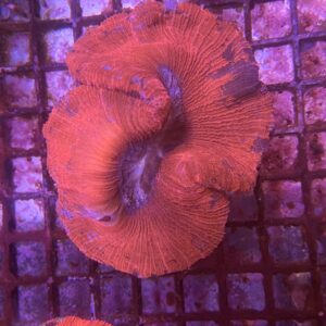 Trachyphyllia Geoffroyi Red Thin Meat Metallic
