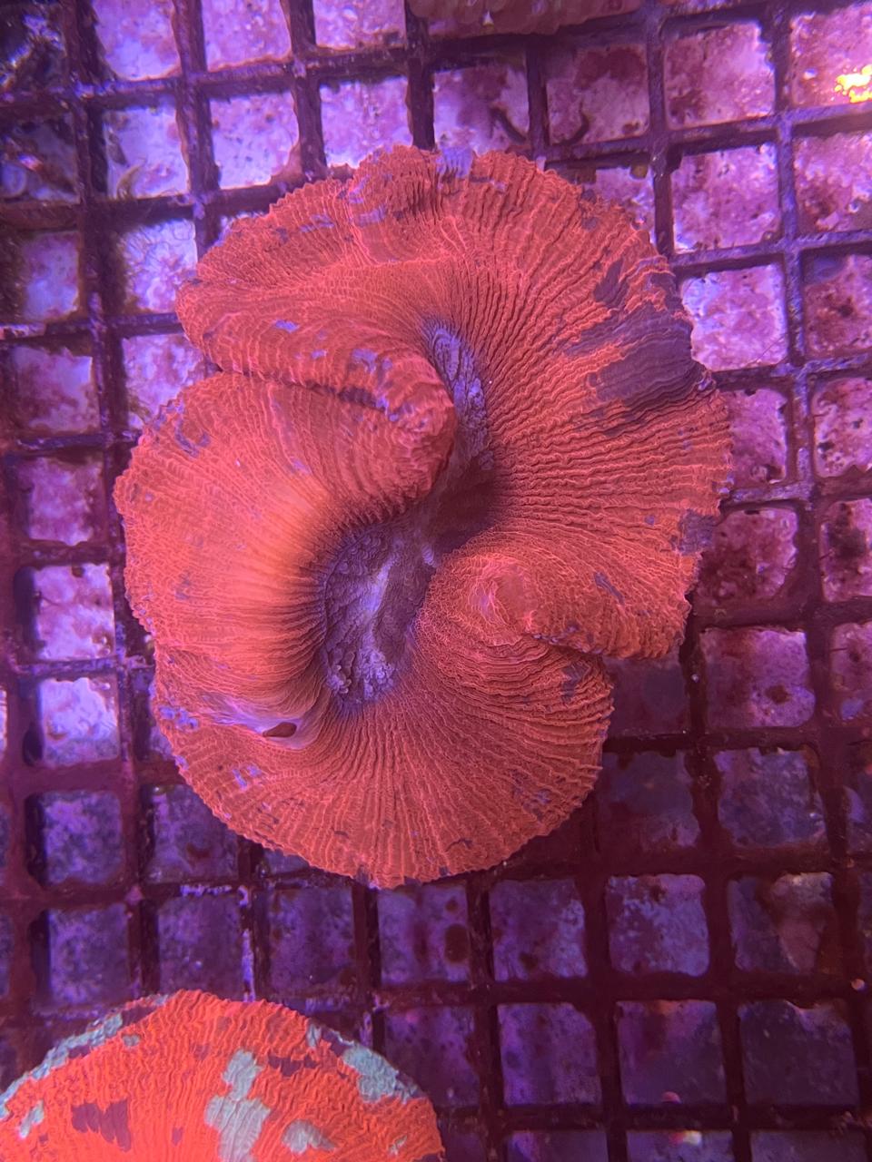 Trachyphyllia Geoffroyi Red Thin Meat Metallic