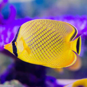 Chaetodon Rafflessi