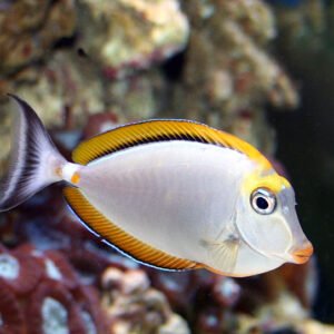 Naso Elegans