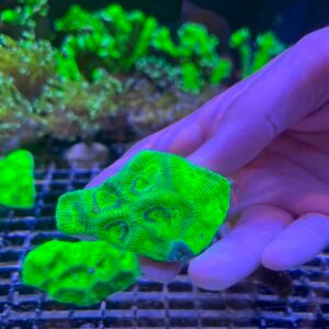 Goniastrea Green Eyes Brain Fluorescent