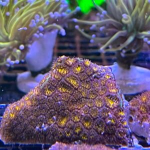 Leptastrea