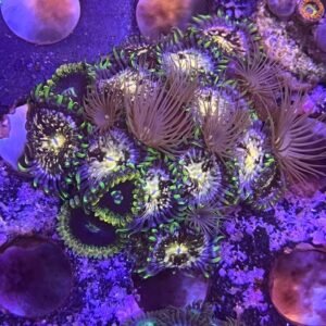 Zoanthus Purple Monster