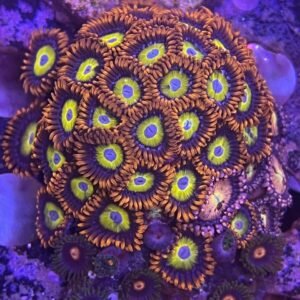 Zoanthus Fruit Loops