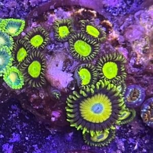 Zoanthus sp
