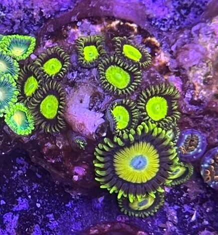 Zoanthus sp