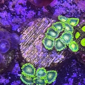 Zoanthus Green Lantern