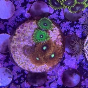 Zoanthus Surtidito