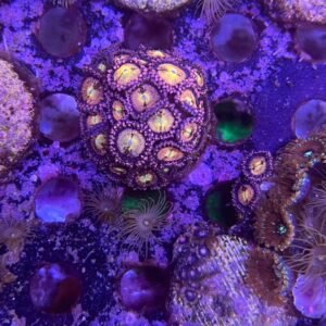 Zoanthus Pandora