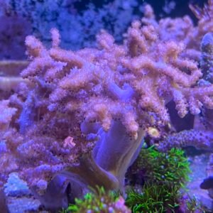 Sinularia Rosa