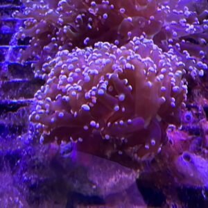Euphyllia Paradivisa