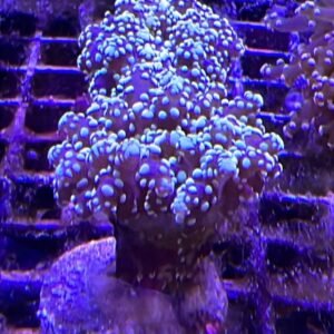 Euphyllia Paradivisa Gold