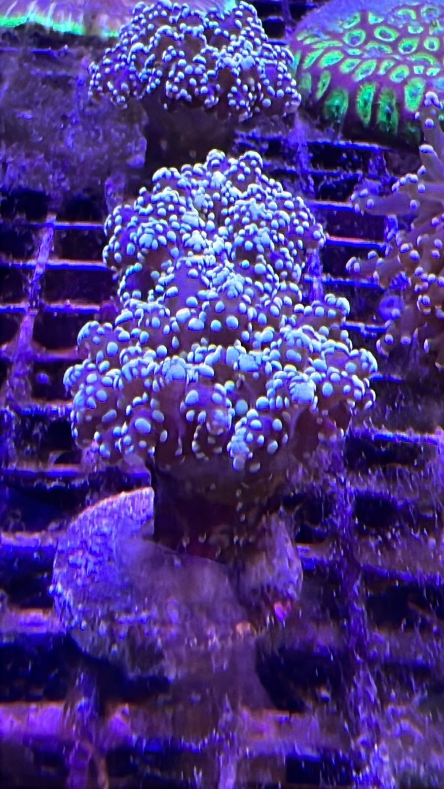 Euphyllia Paradivisa Gold