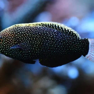 Macropharyngodon Negrosensis