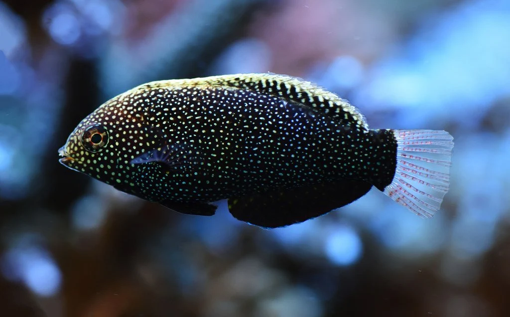 Macropharyngodon Negrosensis