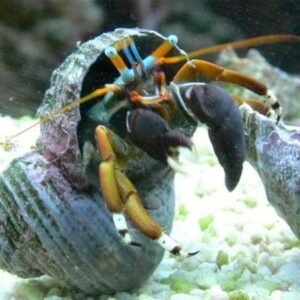 Calcinus Laevimanus