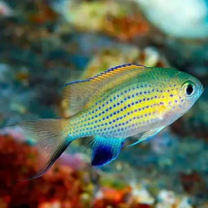 Chromis vanderbilti