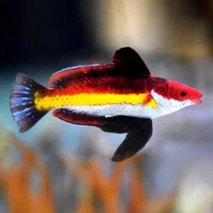 Cirrhilabrus Naokoae